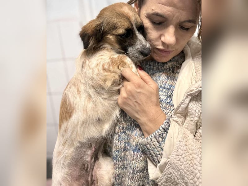 Nori - freundlich & katzenverträglich