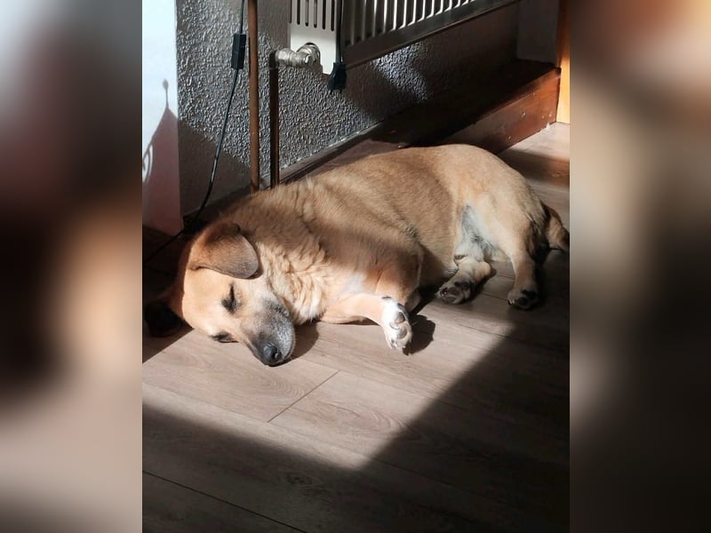 Strolch sucht sein Zuhause