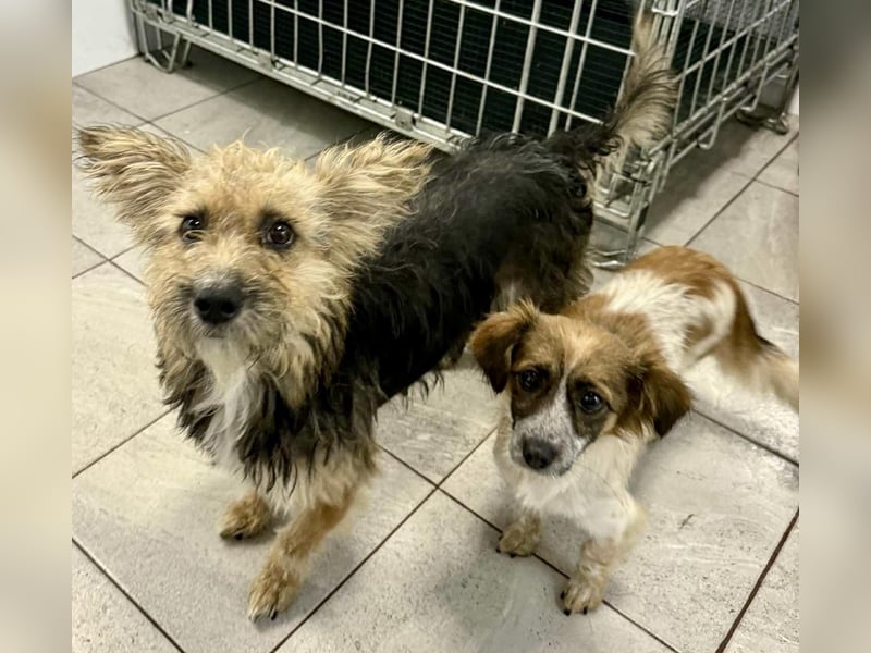 Nori - freundlich & katzenverträglich