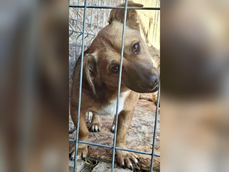 Spiky - süßer kleiner Dackel-Mix Spiky - süßer kleiner Dackel-Mix