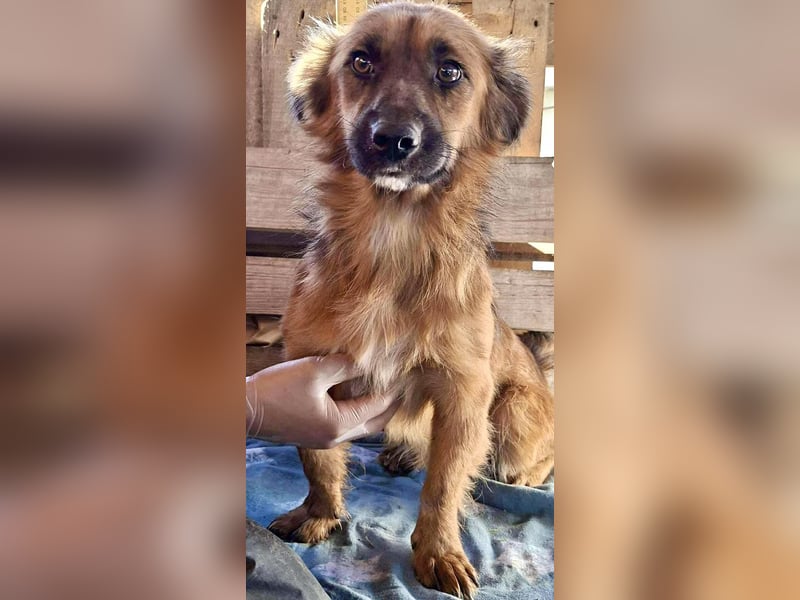 Felix sucht dringend seine Menschen