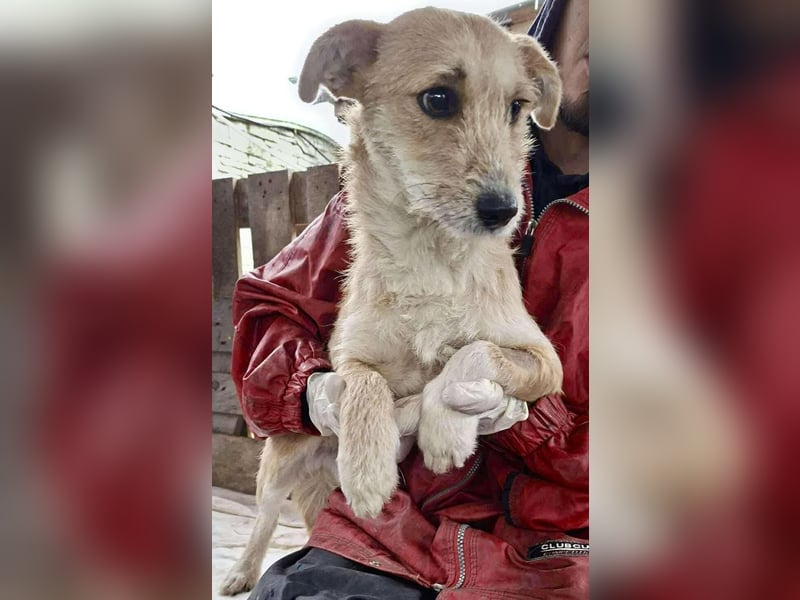 Frida - verschmust & freundlich