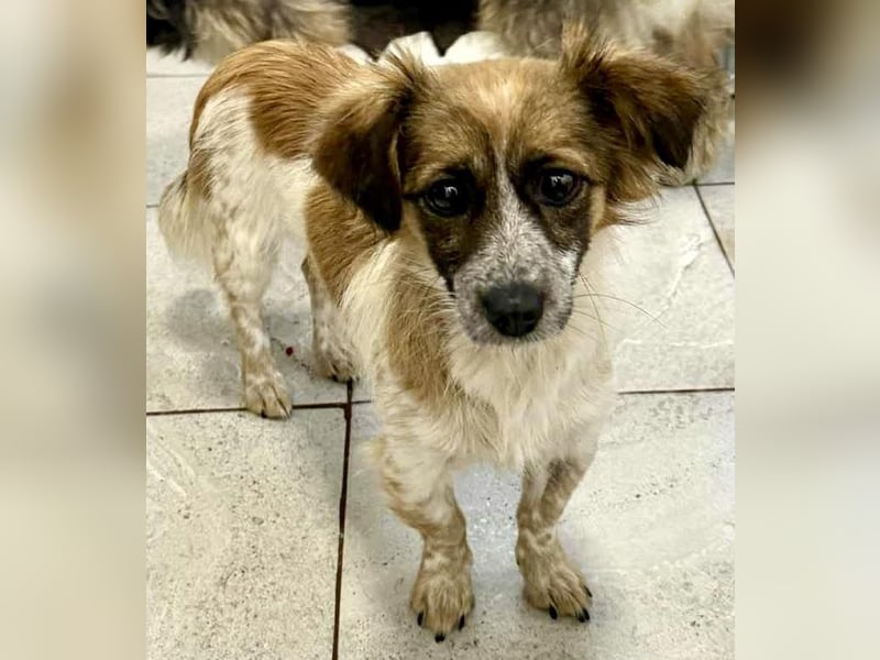 Nori - freundlich & katzenverträglich