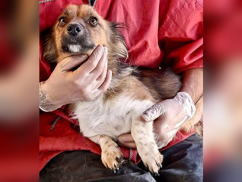 Mina - freundliche Schmusemaus