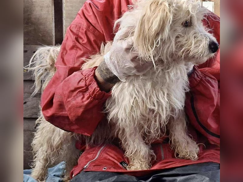 Leon – kleiner Hundejunge mit Charme Leon – kleiner Hundejunge mit Charme