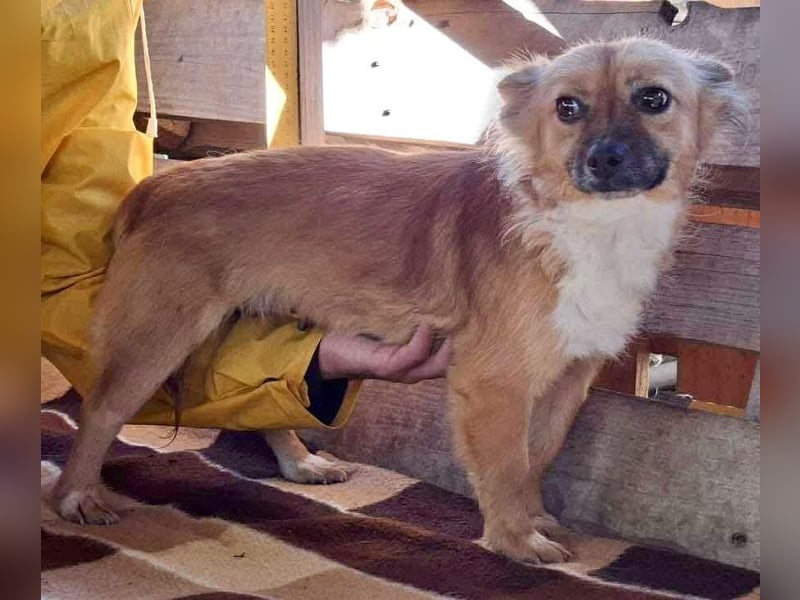 Kleine Frida – 6 kg Liebe auf vier Pfoten