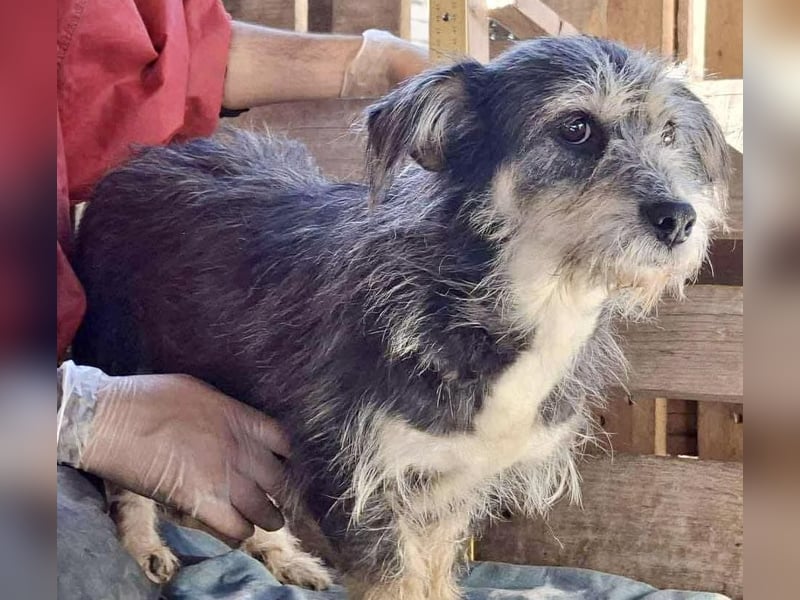 Lilly - zuckersüße Strubbelmaus