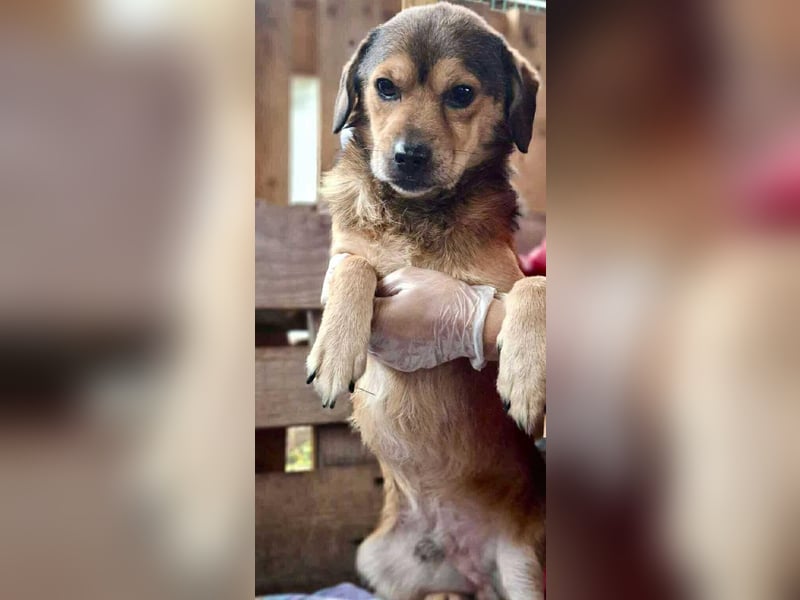Rocky – kleine Knutschkugel