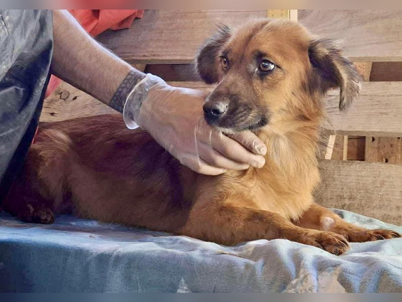 Felix sucht dringend seine Menschen