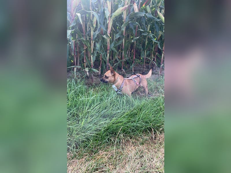 Kleine Nelly sucht Herz & Sofa