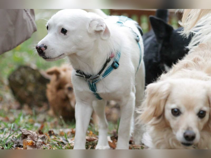 Schneeflöckchen Orla sucht ihr Glück!