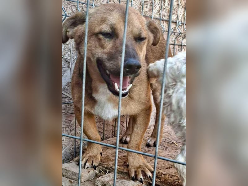 Spiky - süßer kleiner Dackel-Mix Spiky - süßer kleiner Dackel-Mix