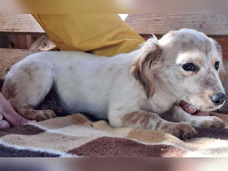 Freya – kleinbleibendes Hundekind zum Dahinschmelzen