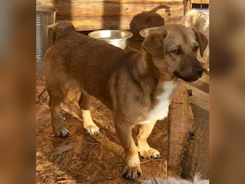 Spiky - süßer kleiner Dackel-Mix Spiky - süßer kleiner Dackel-Mix