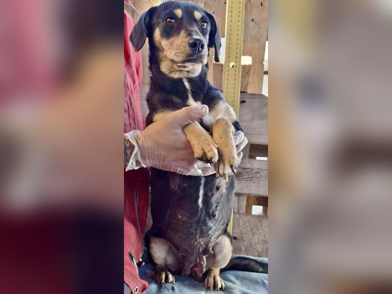 Kleine Fee – zauberhaftes Wesen