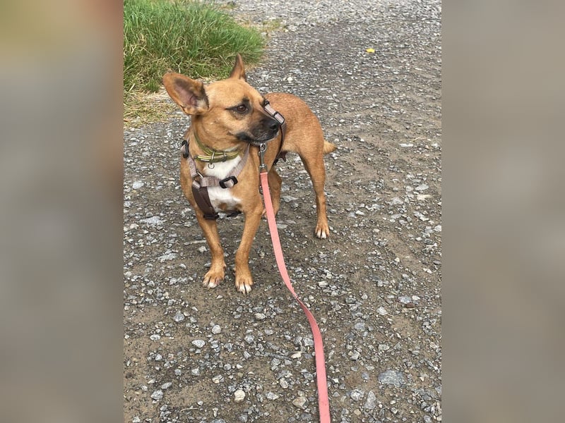 Kleine Nelly sucht Herz & Sofa