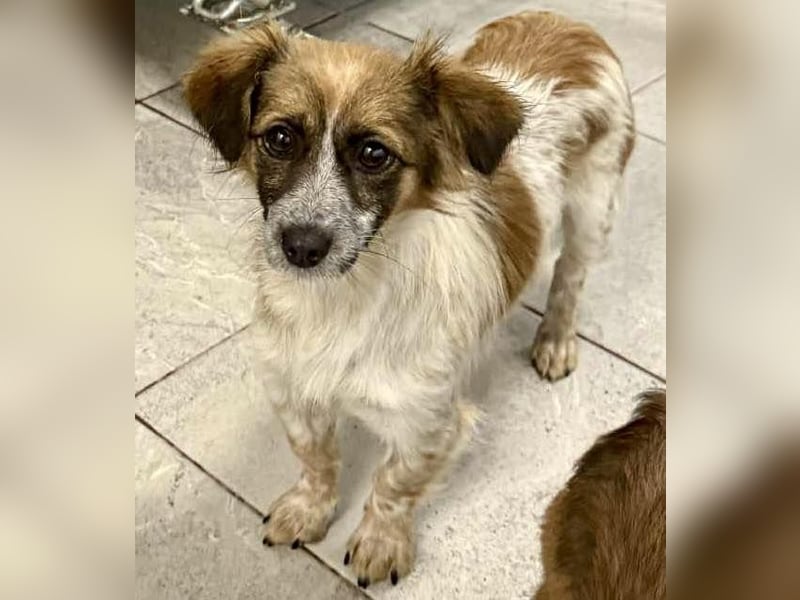 Nori - freundlich & katzenverträglich