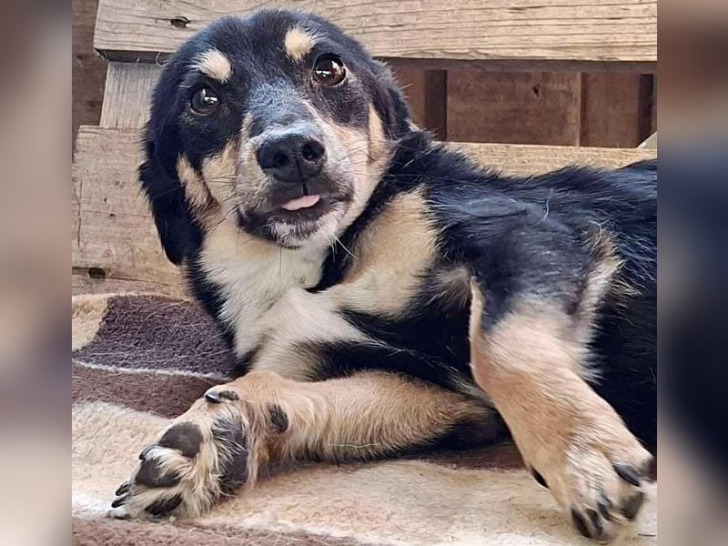 Junghund Frodo – kleiner Pfötchengeber & großer Schmuser