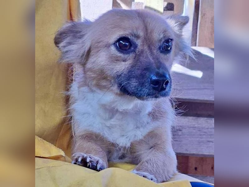 Kleine Frida – 6 kg Liebe auf vier Pfoten