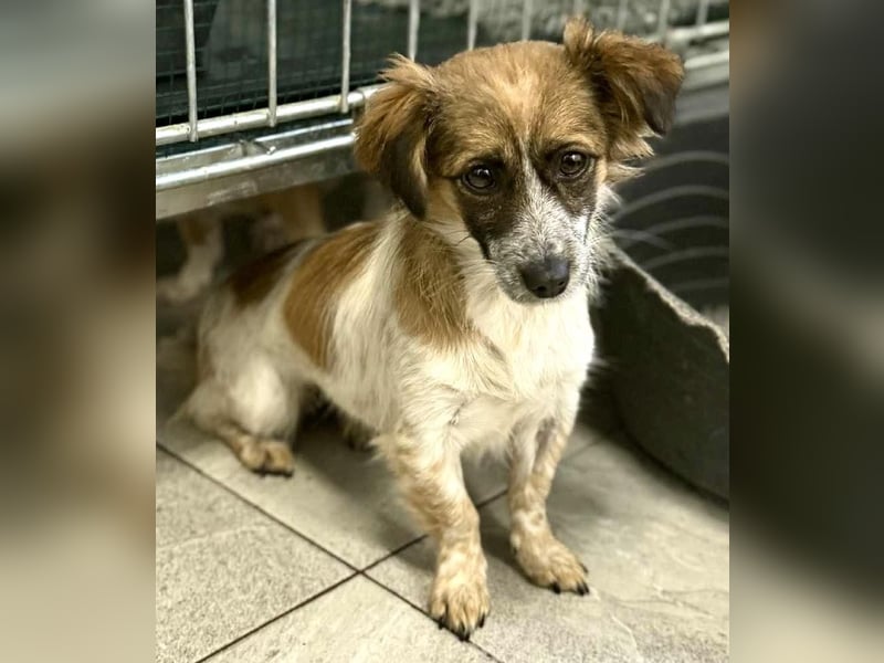 Nori - freundlich & katzenverträglich