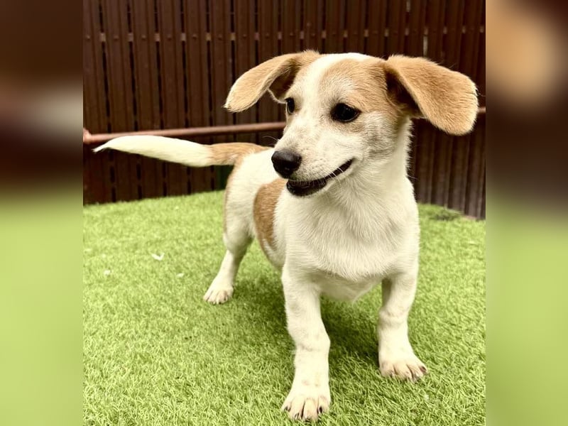 Lilly - aufgeweckt & verspielt