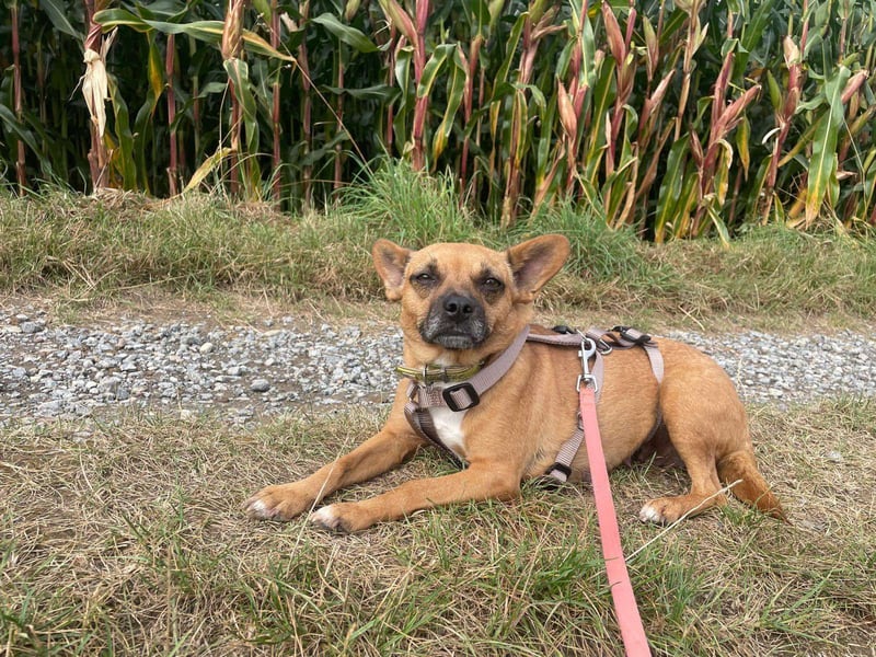 Kleine Nelly sucht Herz & Sofa