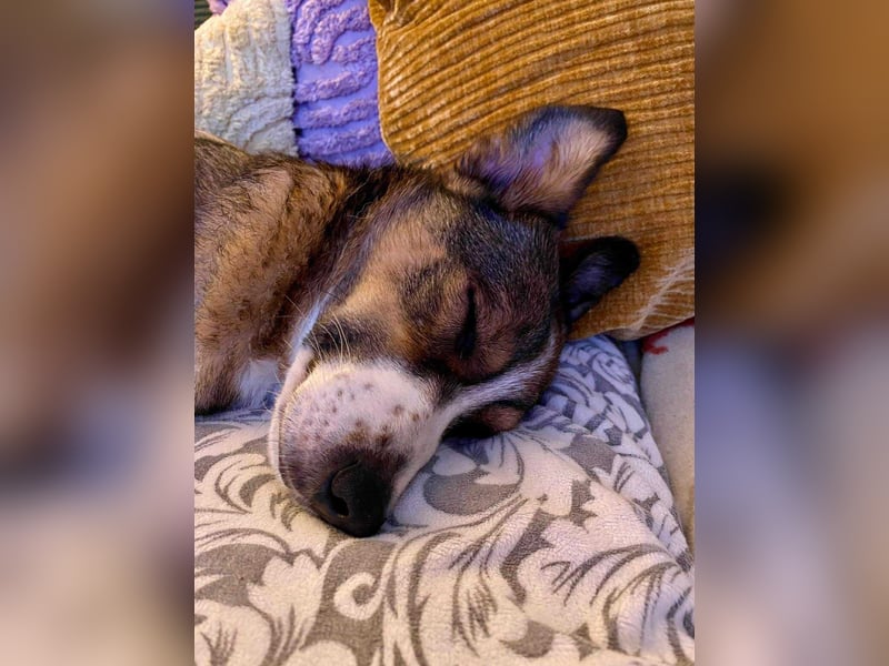 Ich bin Izzy - deine zukünftige Sofa-Partnerin mit Fell!