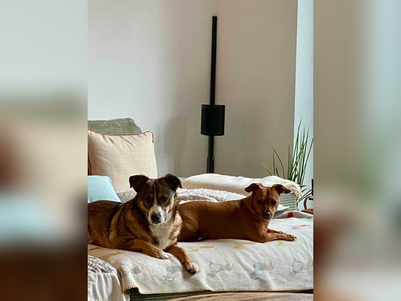 Ich bin Izzy - deine zukünftige Sofa-Partnerin mit Fell!