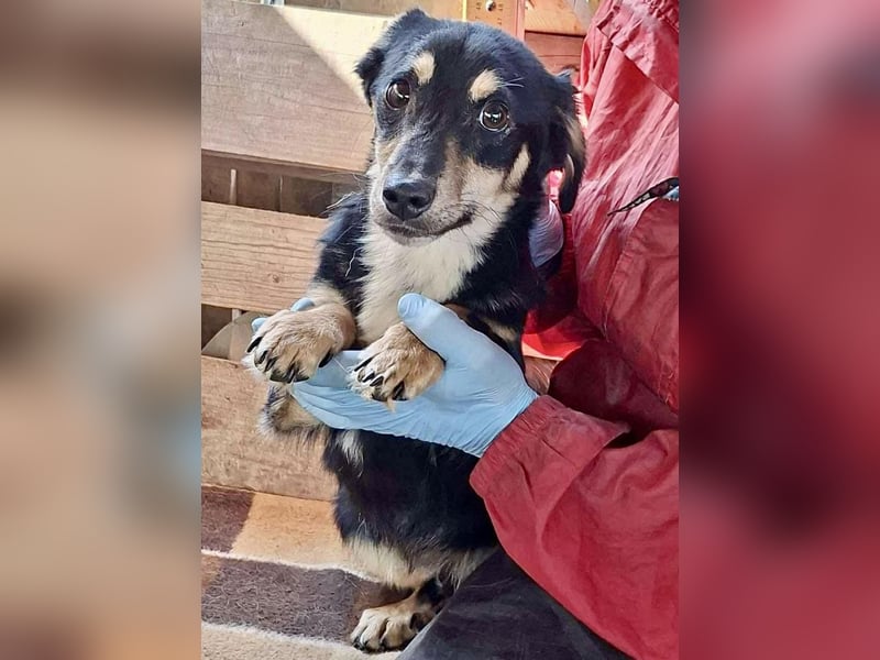 Junghund Frodo – kleiner Pfötchengeber & großer Schmuser