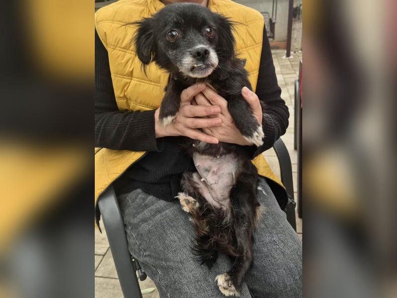 Gisa - zuckersüß, lieb & dankbar