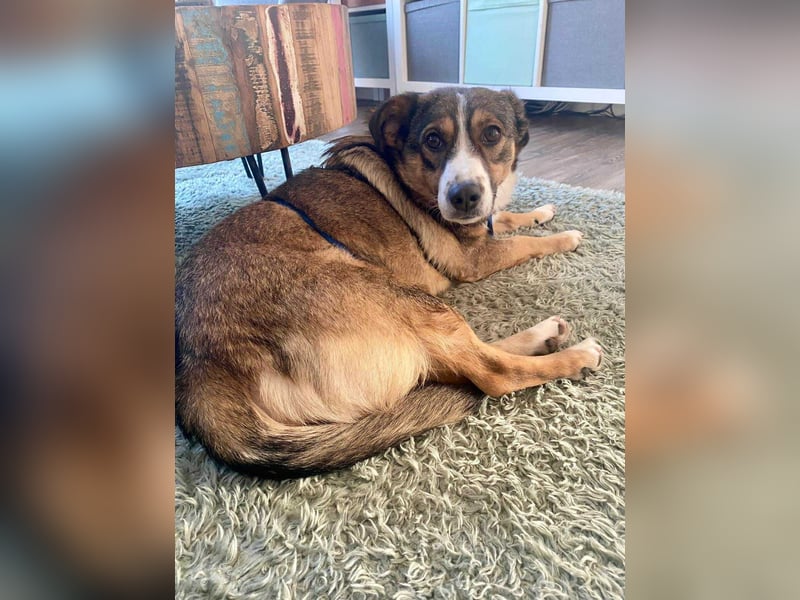 Ich bin Izzy - deine zukünftige Sofa-Partnerin mit Fell!
