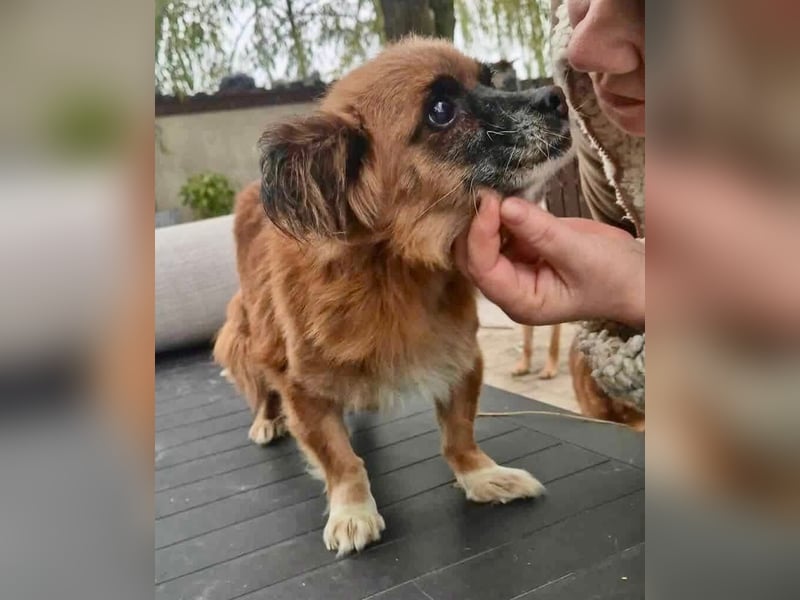 Lilo - klein, dankbar und verkuschelt