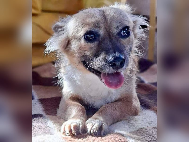 Kleine Frida – 6 kg Liebe auf vier Pfoten