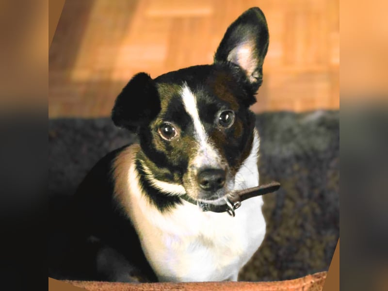 Kleine Junghündin Sunny - sonnige Gefährtin