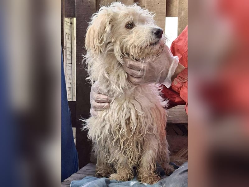 Leon – kleiner Hundejunge mit Charme Leon – kleiner Hundejunge mit Charme