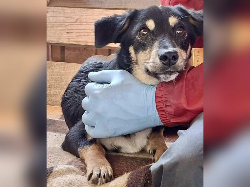 Junghund Frodo – kleiner Pfötchengeber & großer Schmuser