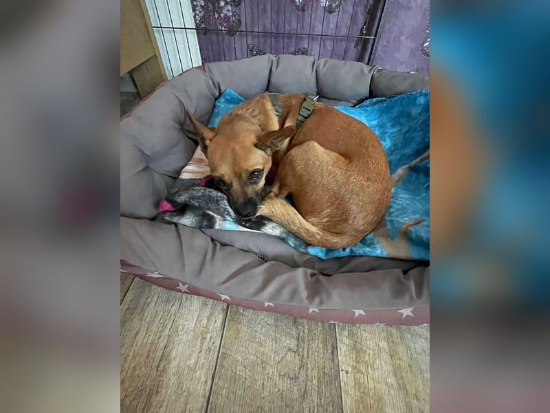 Kleine Nelly sucht Herz & Sofa