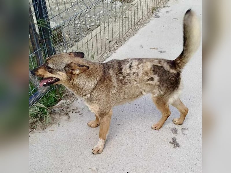 Susi - liebevolle Schmuserin