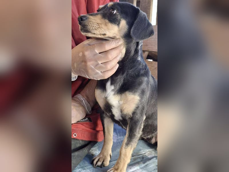 Kleine Fee – zauberhaftes Wesen