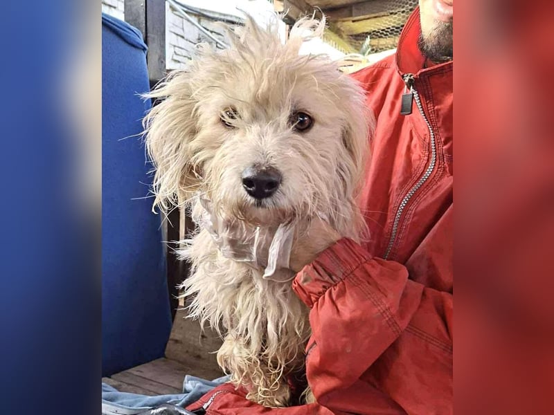 Leon – kleiner Hundejunge mit Charme Leon – kleiner Hundejunge mit Charme