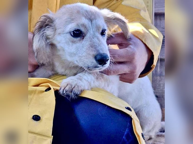 Freya – kleinbleibendes Hundekind zum Dahinschmelzen