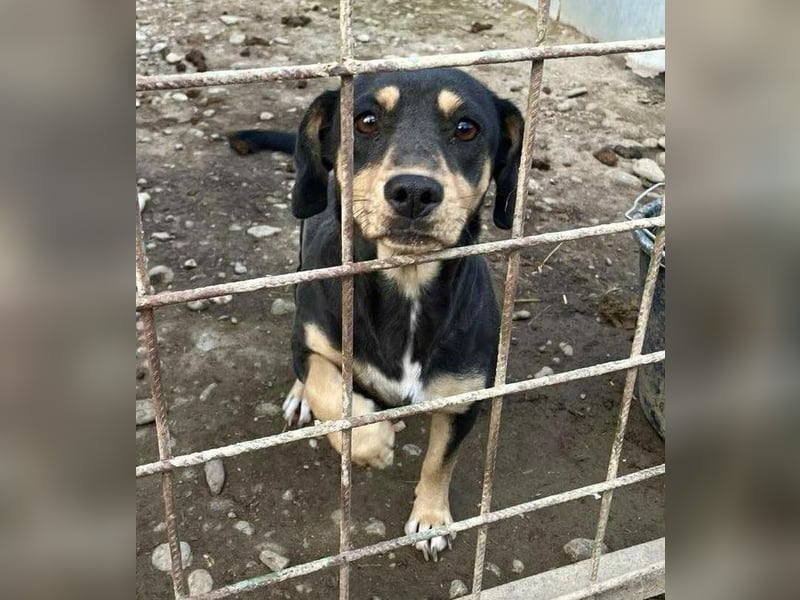 Kleine Fee – zauberhaftes Wesen