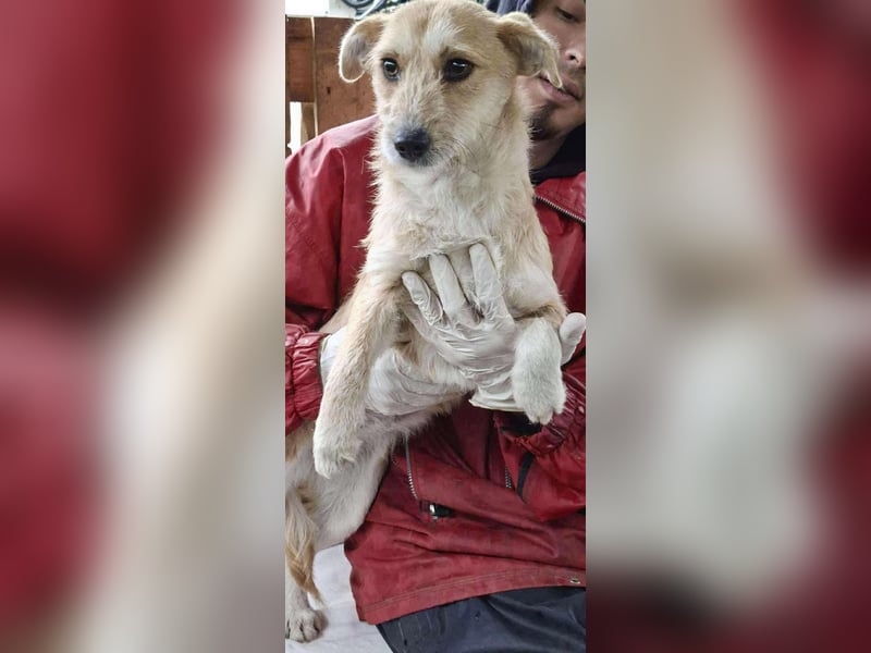 Frida - verschmust & freundlich