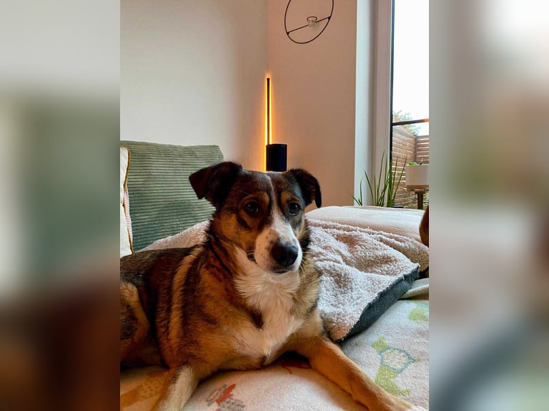 Ich bin Izzy - deine zukünftige Sofa-Partnerin mit Fell!