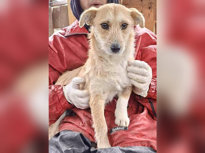 Frida - verschmust & freundlich