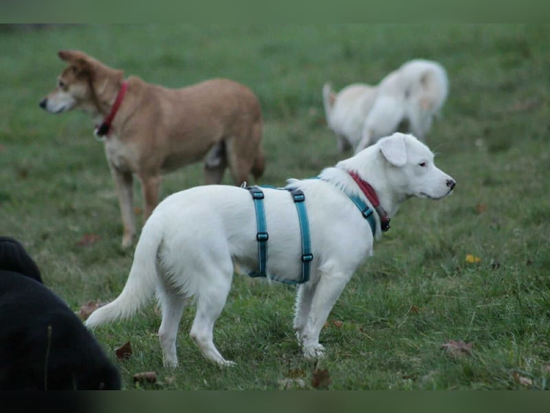 Schneeflöckchen Orla sucht ihr Glück!