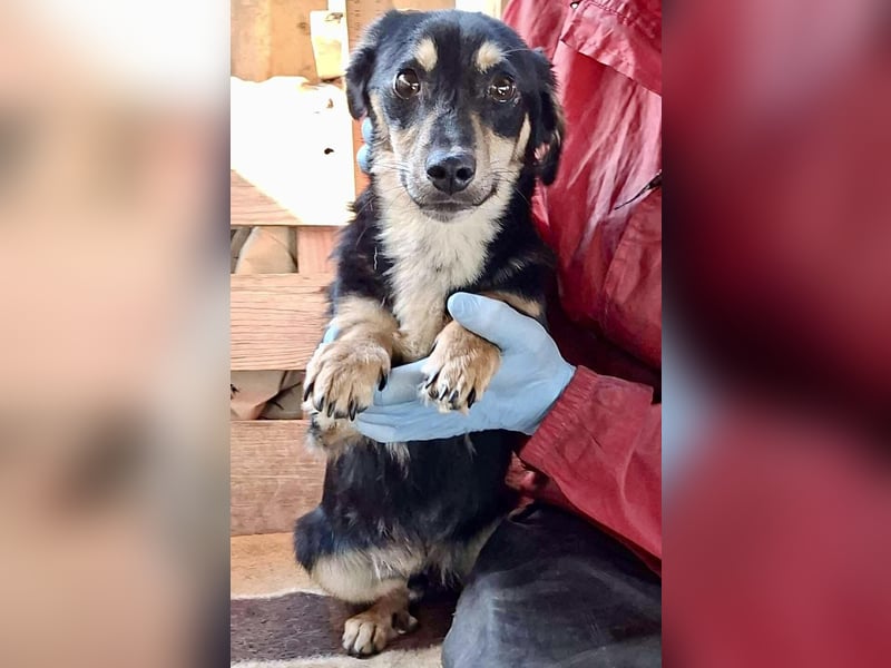 Junghund Frodo – kleiner Pfötchengeber & großer Schmuser