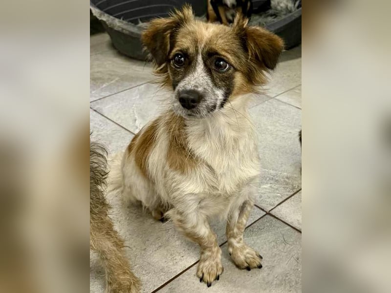 Nori - freundlich & katzenverträglich