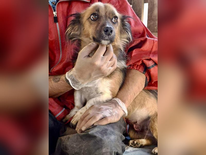 Mina - freundliche Schmusemaus