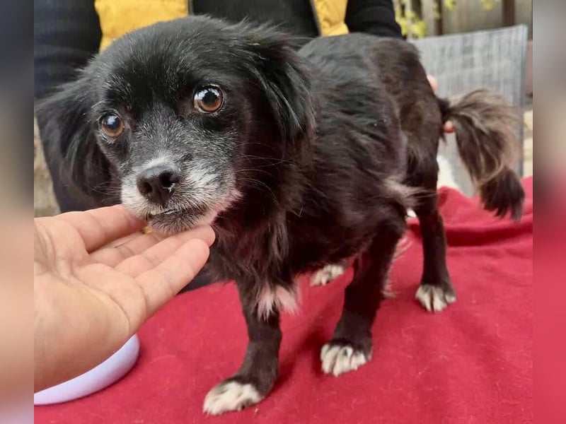 Gisa - zuckersüß, lieb & dankbar